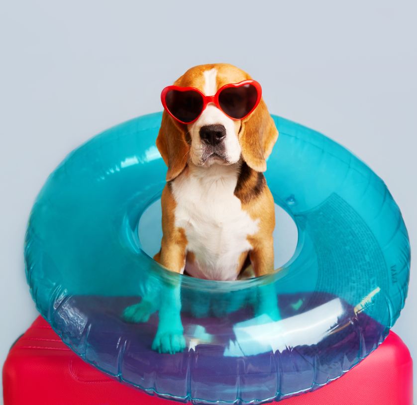 A beagle dog with sunglasses and an inflatable swimming circle is sitting on a suitcase.