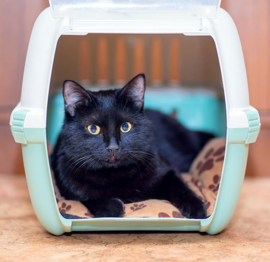 A beautiful black cat is sitting in its carry bag