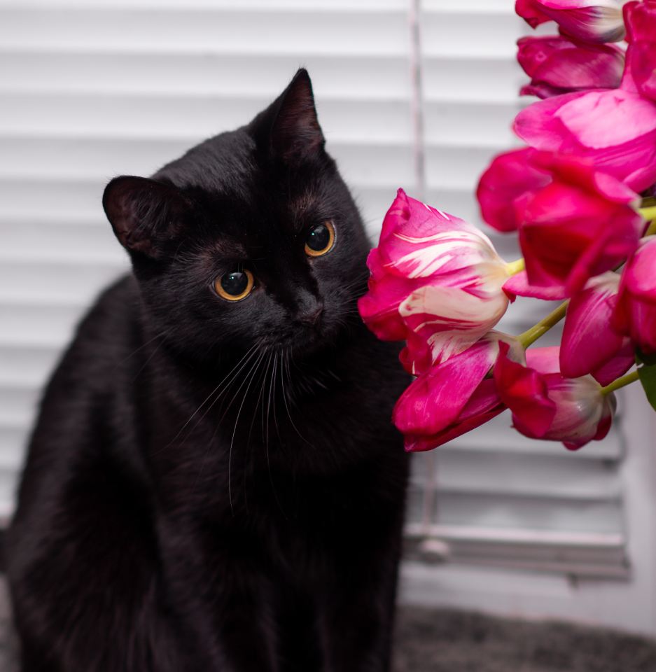 black cat sniffs tulip flowers.