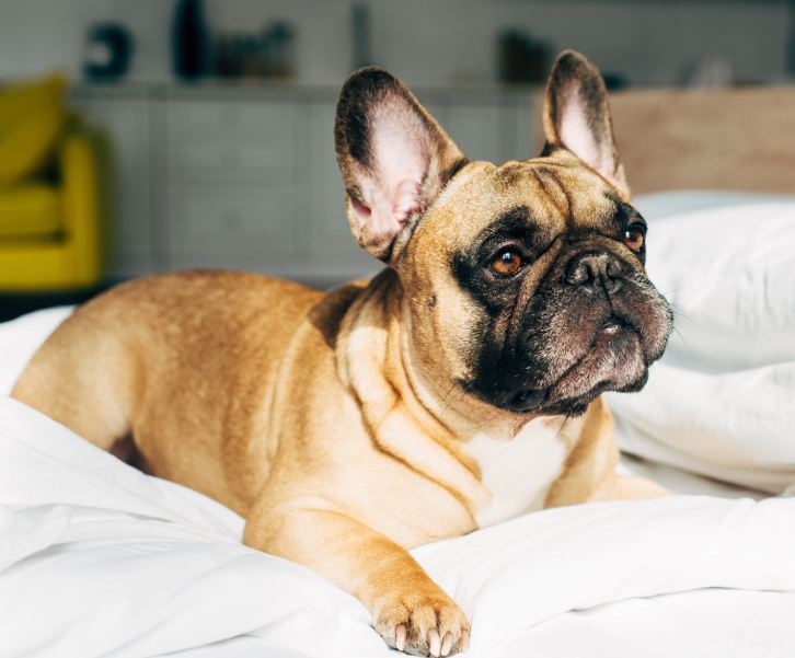 adorable french bulldog lying on white bed