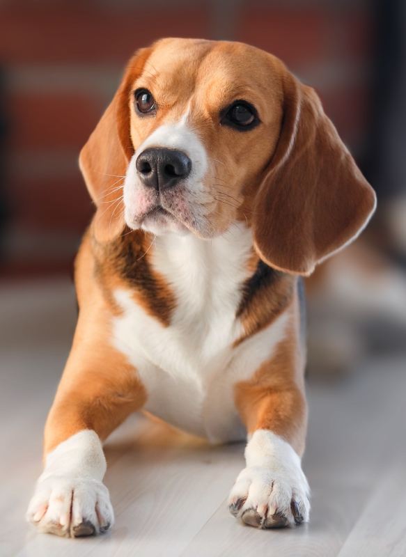 Beagle lies on the floor