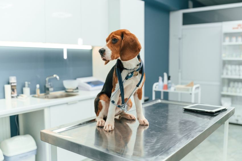 Beautiful dog is sitting on the table in veterinary clinic.