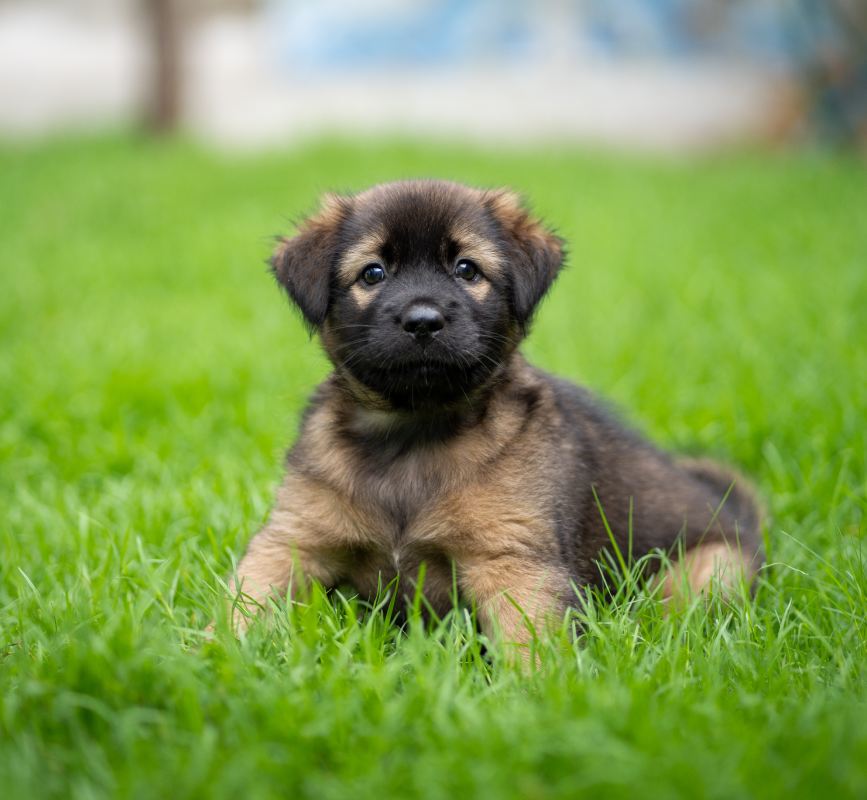 Black and dark brown puppy in green field