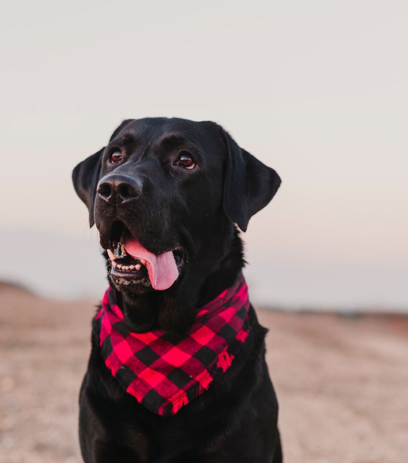 beautiful portrait of Stylish black labrador dog with red and black plaid bandana sitting on the ground.