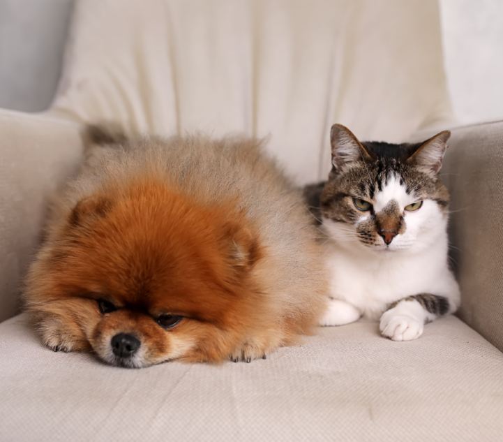 cat and dog sitting on a chair