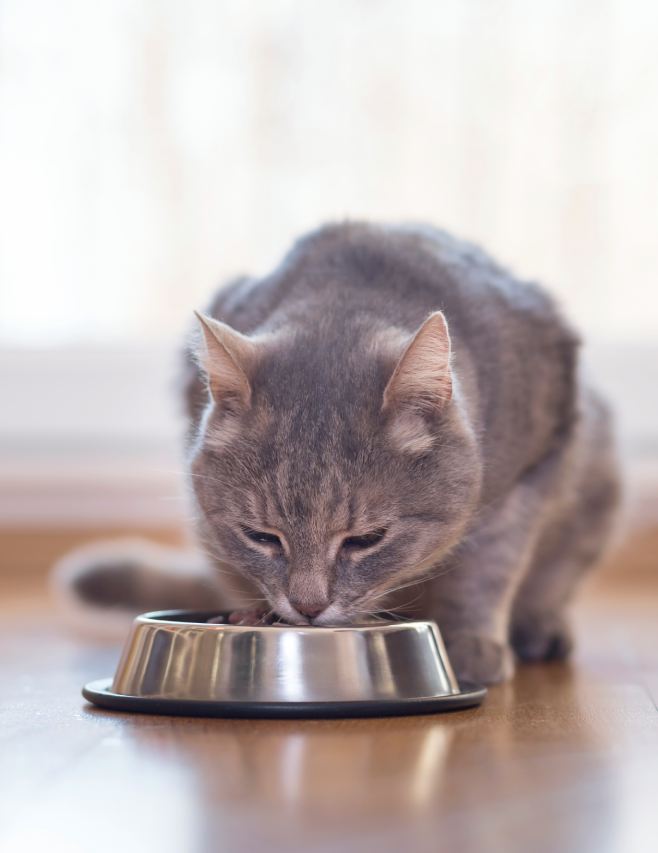 Beautiful tabby cat sitting next to a food bowl, placed on the floor next to the living room window, and eating.