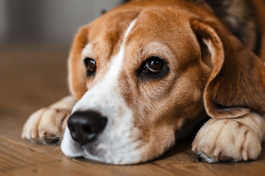 Close up of a beagle dog laying on a floor indoors