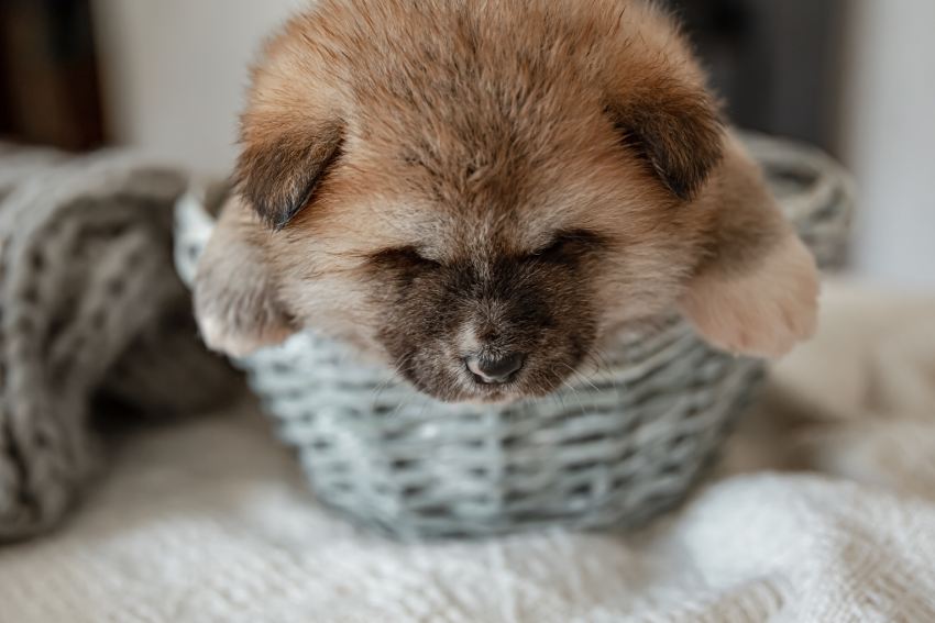 Funny fluffy puppy resting in a basket.