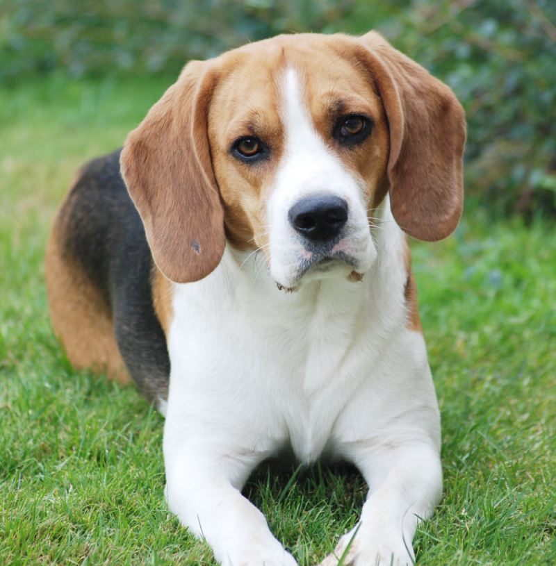 Cute dog is playing outside on the grass