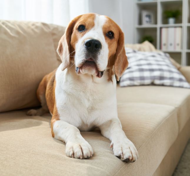 Calm clever old Beagle dog lying on comfortable sofa