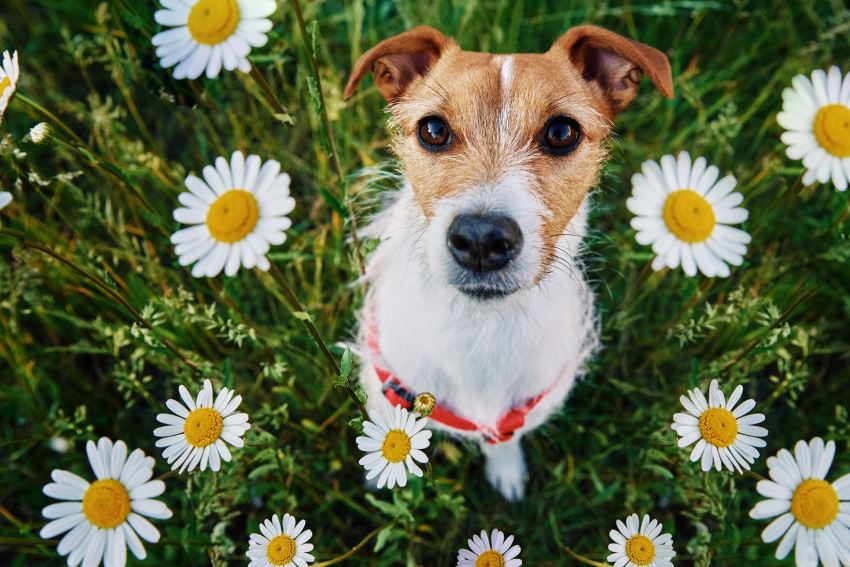 Cute dog sitting in green grass with camomile flowers and looking at camera