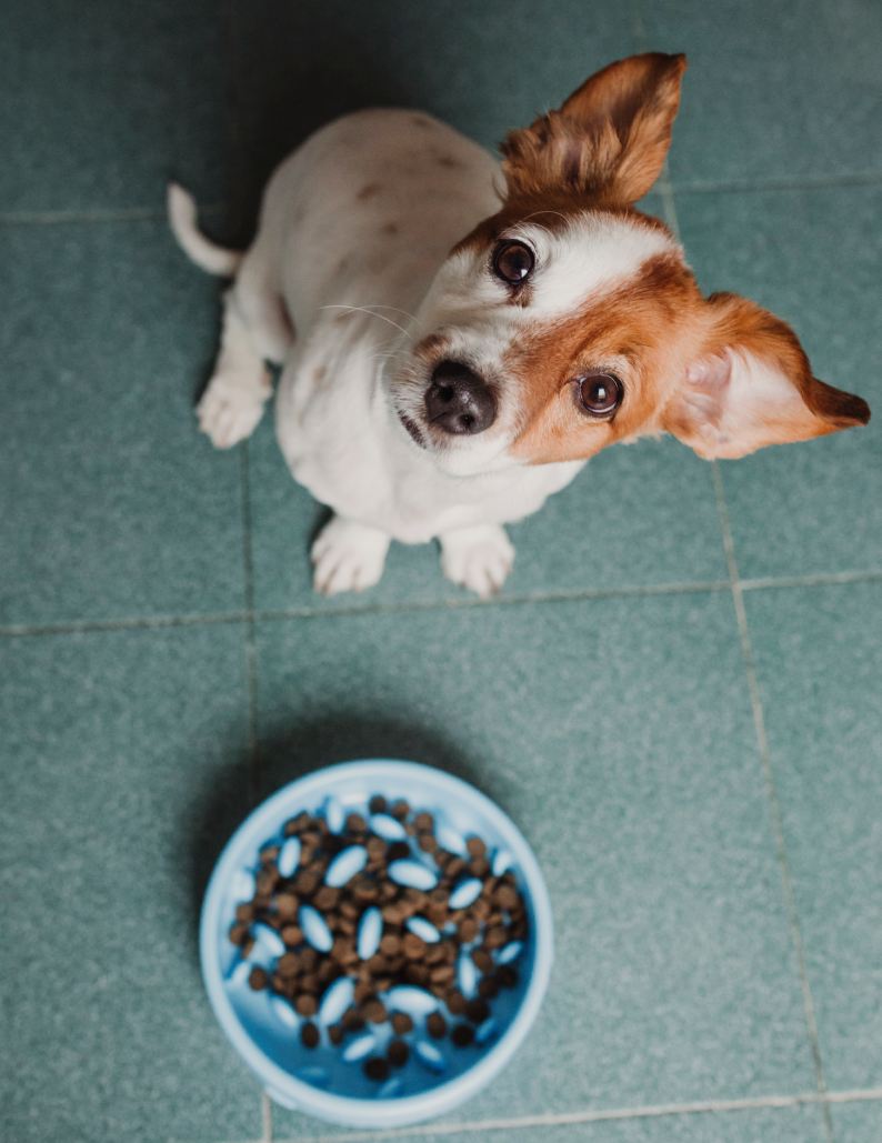 cute small dog sitting and waiting to eat his bowl of dog food.