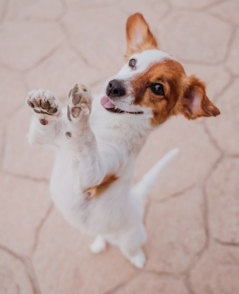 cute small jack russell terrier dog walking on two paws asking for delicious treats.