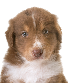 Australian shepherd puppy