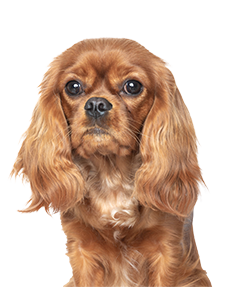 Pretty brown spaniel dog