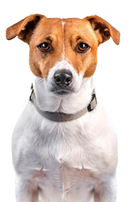 serious jack russell dog looking at camera
