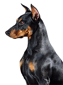 Elegant black dog posing