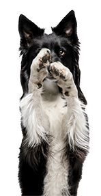 Border collie with paws over its face