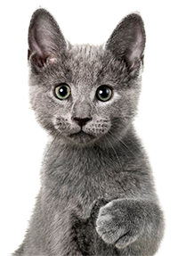 Gray kittin looking funny