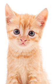 orange kitten posing for the camera