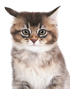 Small mixed breed kitten