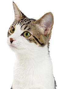 curious siamese cat looking sideways