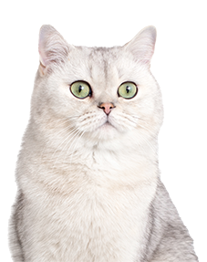 green-eyed white cat, snowy colored cat