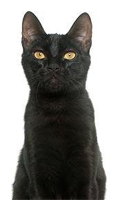 Yellow-eyed black cat