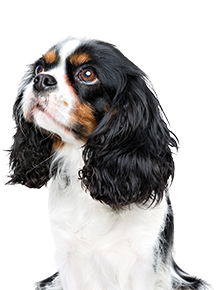 Small cavalier dog