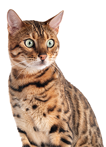 Beautiful brown tabby cat looking aside