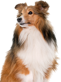 Beautiful and fluffy rough collie dog