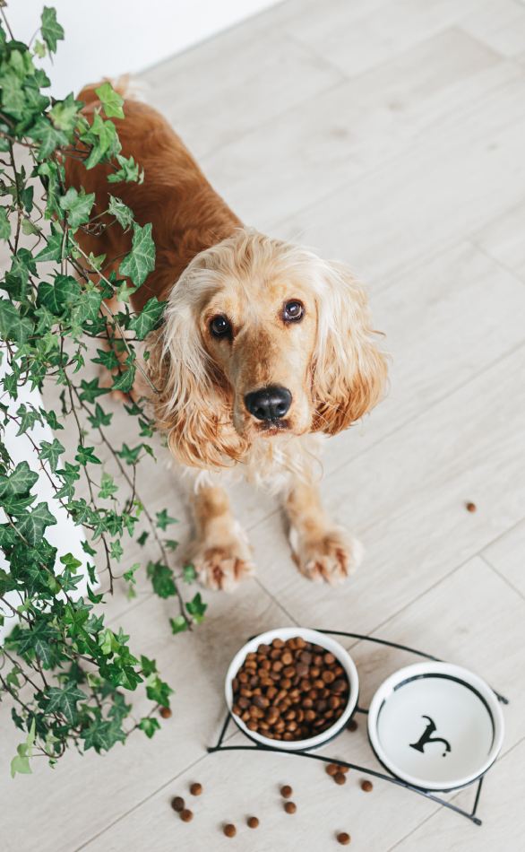 English cocker spaniel dog waiting for feeding
