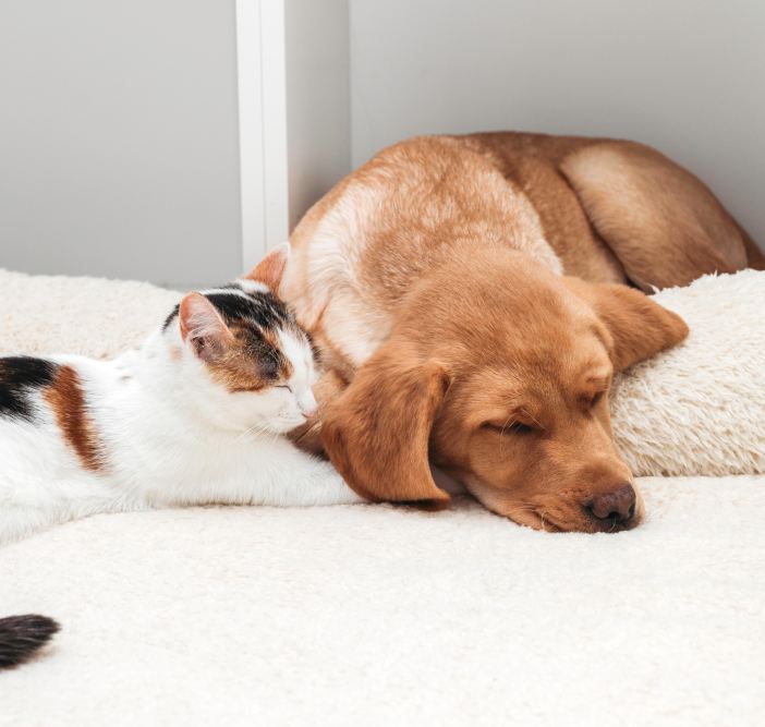 friendship between cats and dog