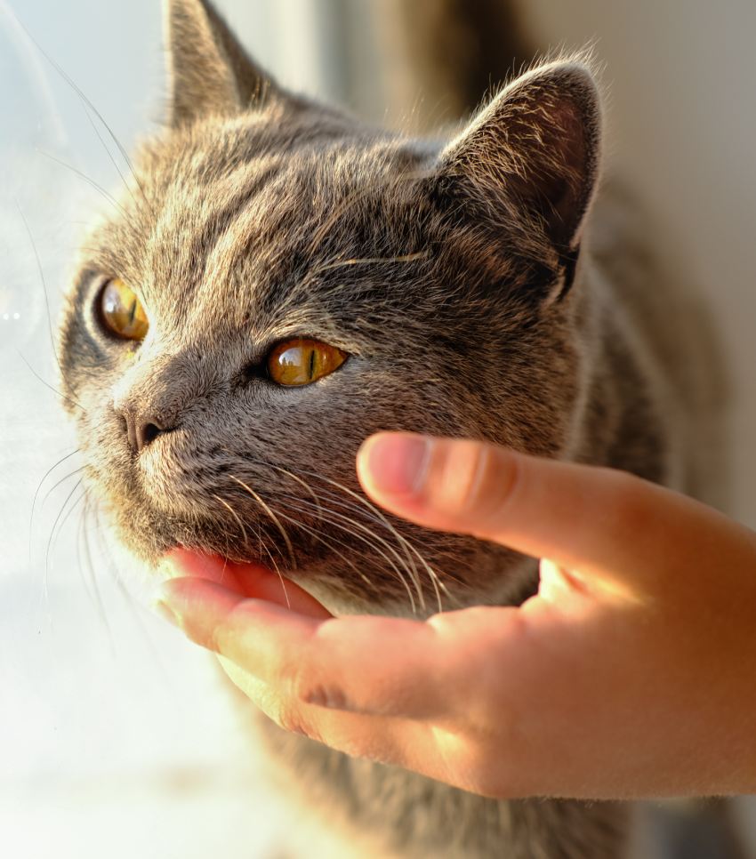 Happy cat likes being stroked by girl's's hand.