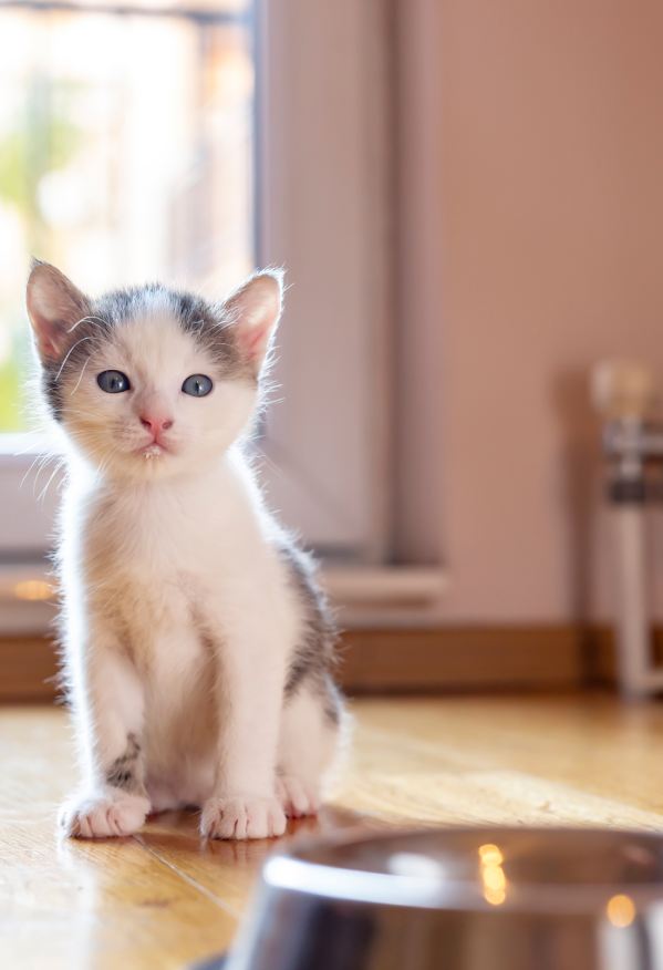 Beautiful little kitten sitting by a bowl of milk placed on the living room floor next to a window