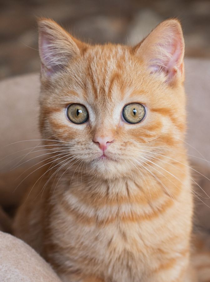 Little ginger cat sitting in his couch.