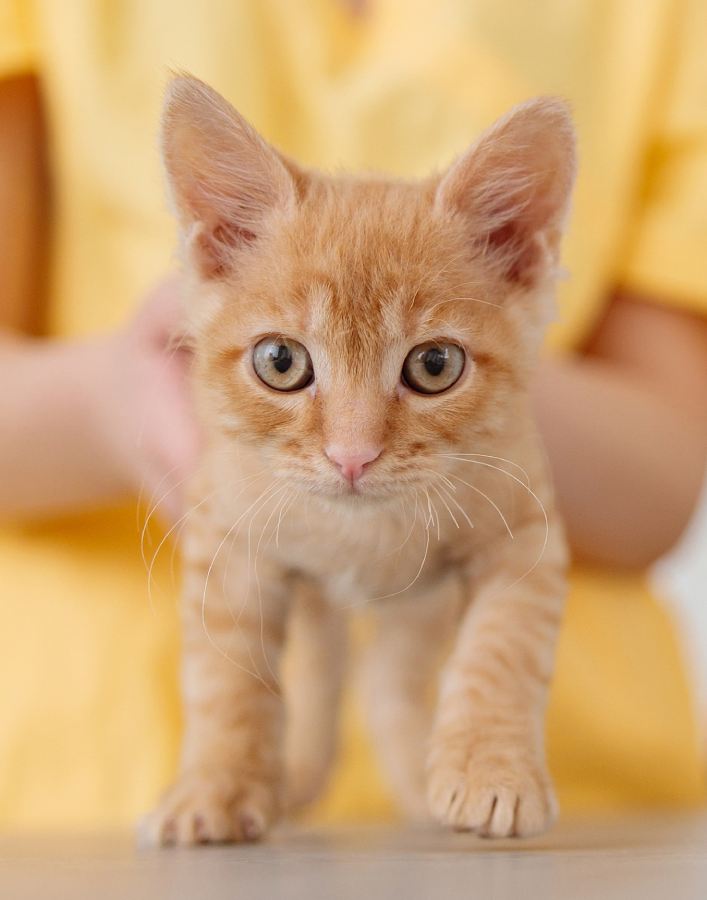 Cute fluffy feline patient exploring table