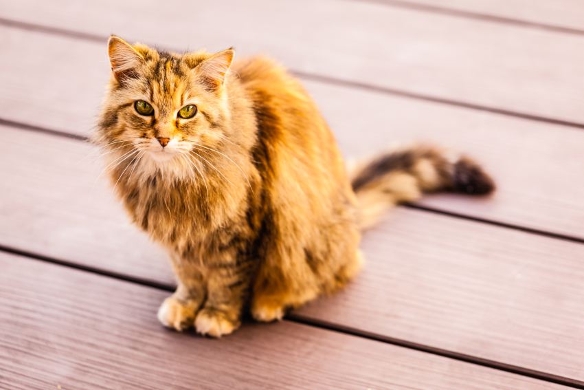 a beautiful long haired norwegian cat strolling on a wooden floor outside