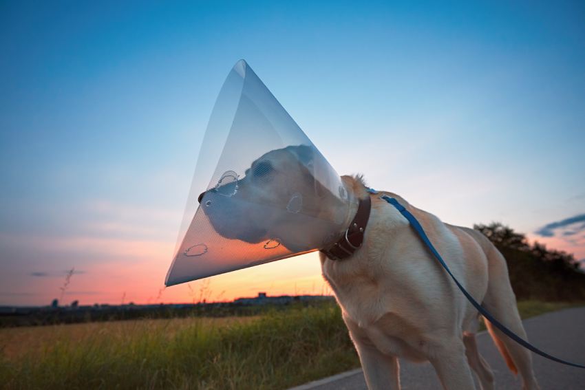 Silhouette of the old dog after surgery.