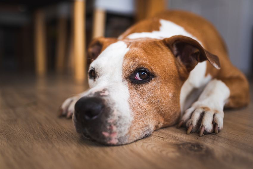 Old Dog lying on wooden floor indoors, brown amstaff terrier resting.