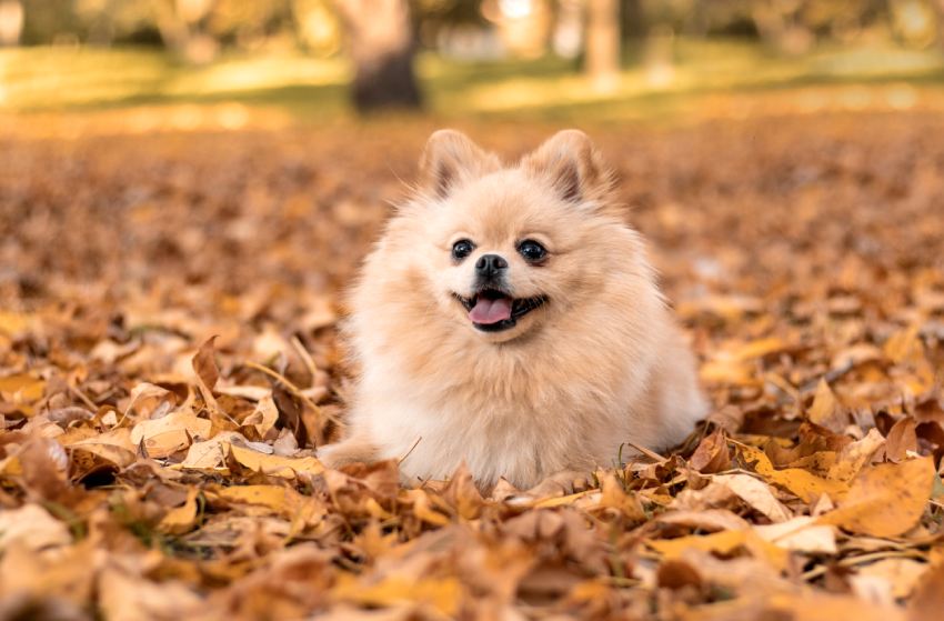 Pomeranian spitz for a walk in the autumn park. Dog on the street. A beautiful dog is smiling. Animal Protection Day