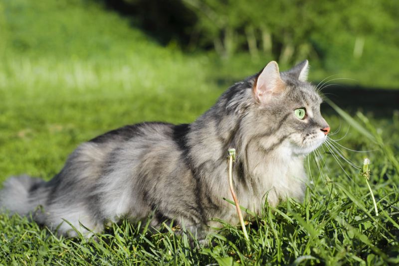 Portrait of a gray fluffy cat outdoors.
