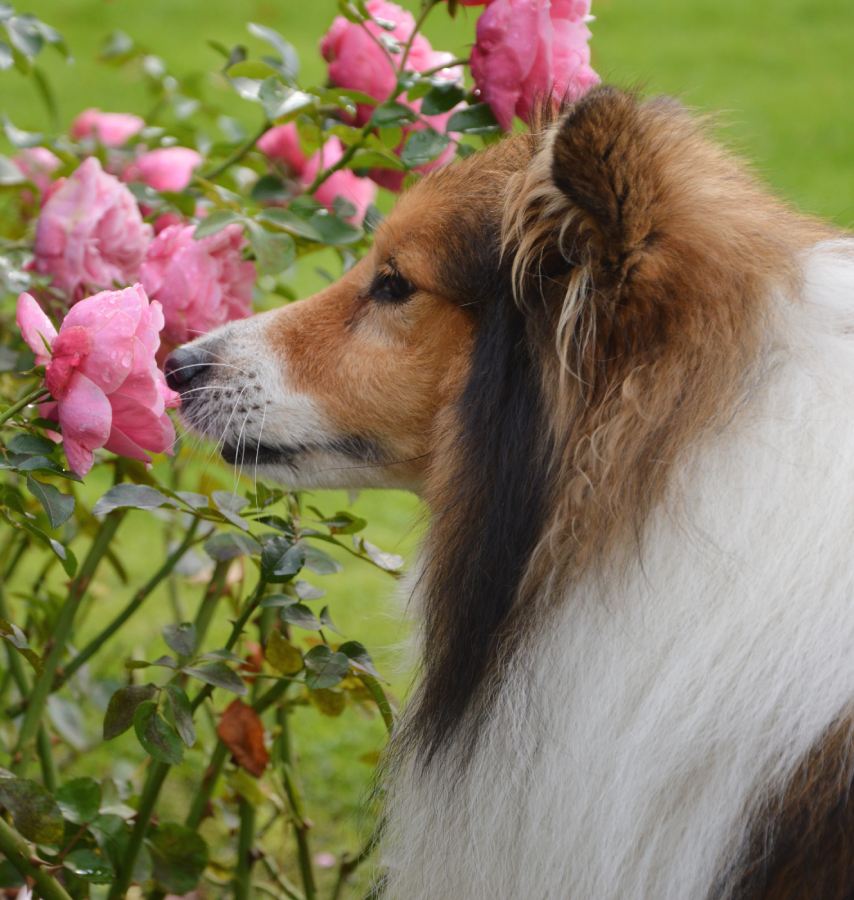 sheltie shetland sheepdog dog smelling pink roses