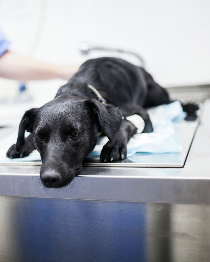 veterinary surgery in a veterinary clinic