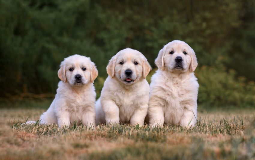 Three golden retriever puppies