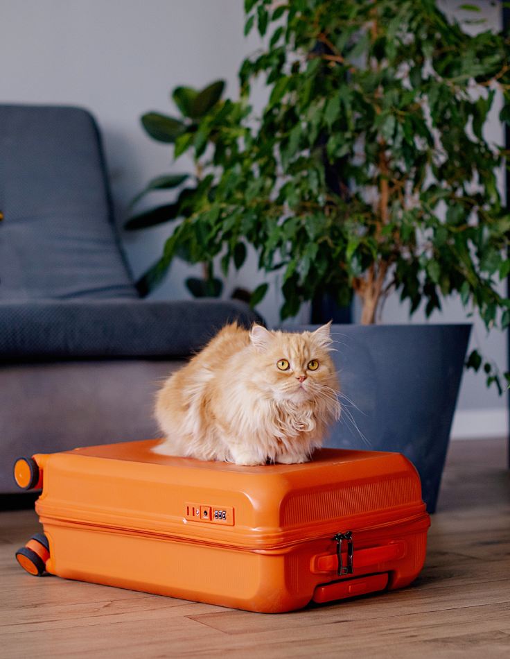 funny cat sitting on suitcase