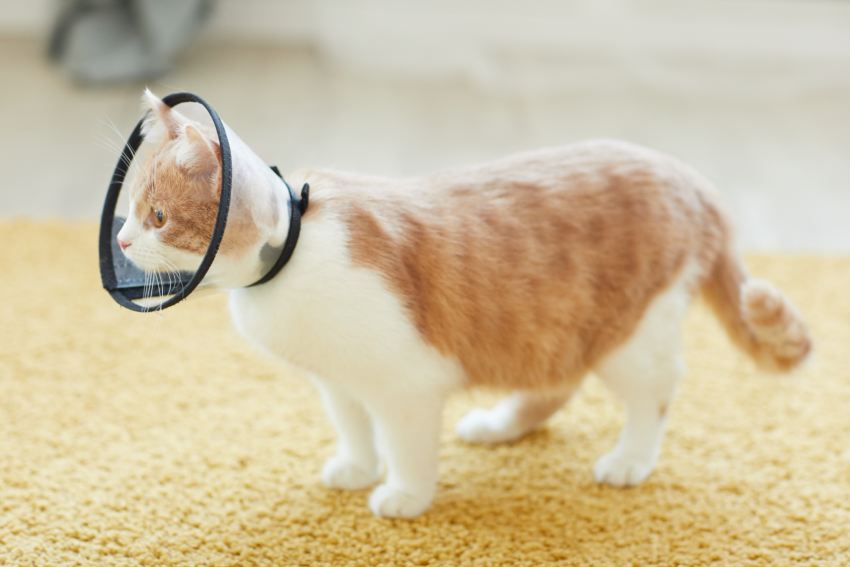 Domestic cat in collar from fleas walking along the carpet in the room