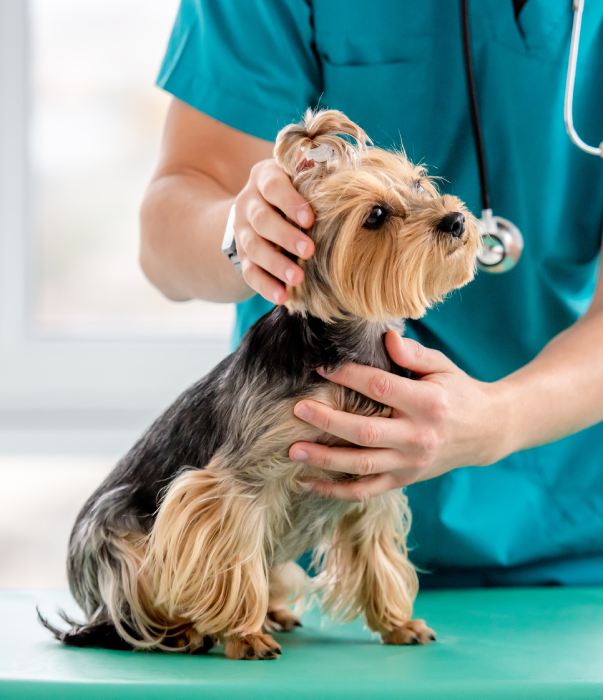 Veterinarian examining yorkshire terrier during appointment in clinic