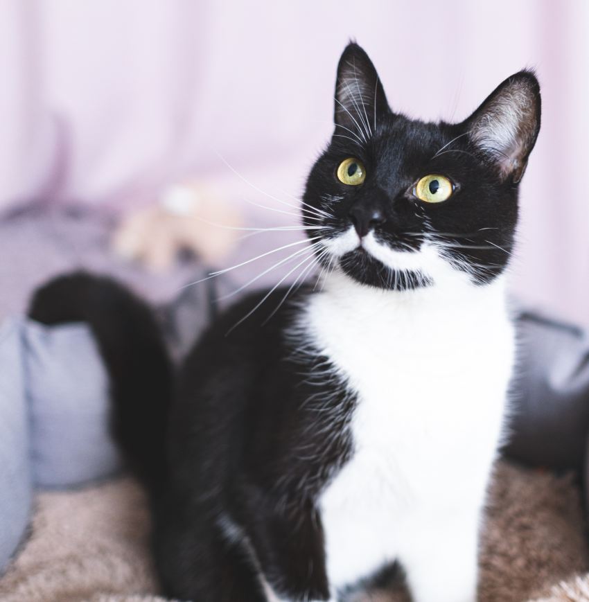 Young black cat with white whiskers and intelligent yellow eyes is sitting in cat bed. Unusual rare color of pet. Portrait of playful black and white kitten at home.