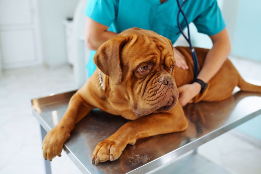 Young veterinarian examining dog on table in veterinary clinic.